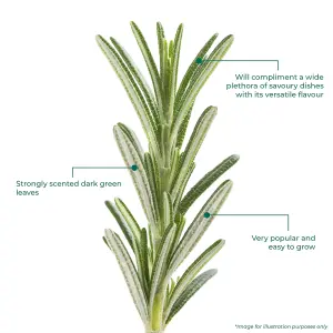 Rosemary Herb Plant - Distinct Rosemary Essence, Compact, Ideal for Container Planting (30-40cm Height Including Pot)