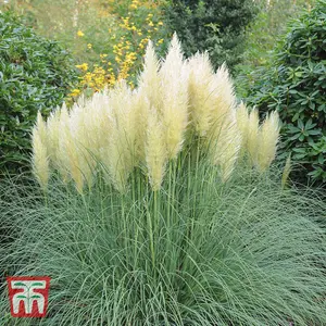 Pampas Grass - Cortaderia selloana White 9cm Potted Plant x 3