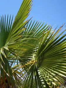 Direct Plants Trachycarpus Fortunei Fan Palm Tree 60-80cm Plant in a 10 Litre Pot