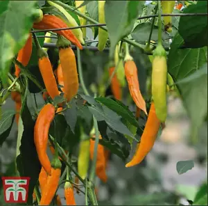 Pepper Chilli Havana Gold 1 Seed Packet