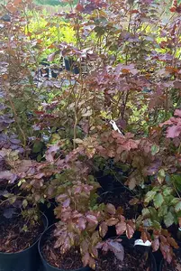 10 Purple Copper Beech Hedge Plants Native Semi- Evergreen Hedging 2-3ft Tall Potted