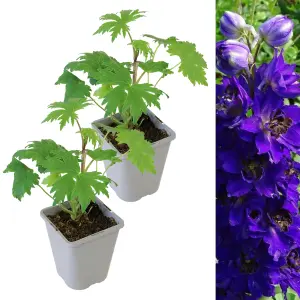 2 x Delphinium Plant Magic Fountains Dark Blue/Dark Bee in 1L Pots - Summer Flowering Eye Catching Larkspur - Herbaceous Perennial