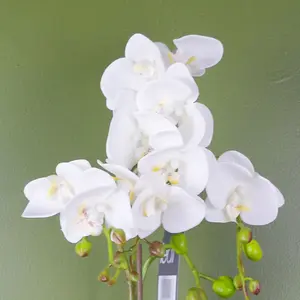 54cm Artificial Orchid Plant - White with Gold Pot