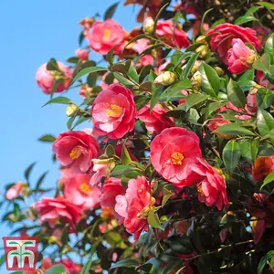 Camelia Collection - 3 Potted Plants (Pink, Yellow, Red)