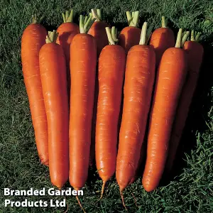 Carrot F1 Bangor 1 Seed Packet (200 Seeds)