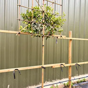 Red Robin Pleached Tree with Staking Kit - 150cm Stem and 6cm Girth