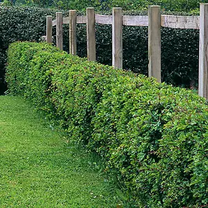 Hawthorn Hedge Crataegus monogyna Set of 25 Bare Root Hedges 90-120cm tall