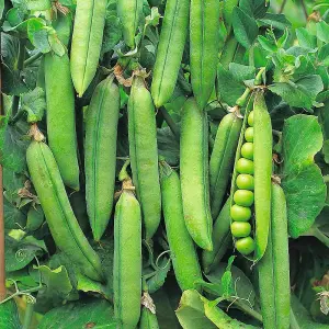 Pea Rondo 1 Seed Packet (200 Seeds)