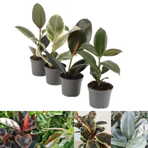 Ficus Elastica - Rubber Tree Indoor Plant in 8.5cm Pot - Mixed Varieties