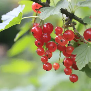 Lincolnshire Fruits Junifer Potted 5 Litre Red Currants