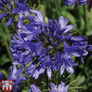 Agapanthus Ever Sapphire 9cm Potted Plant  x 1