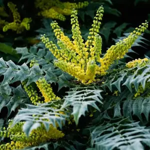 1 x Mahonia Media Charity in 9cm Pot - Evergreen Dense Privacy Outdoor Shrub Plant