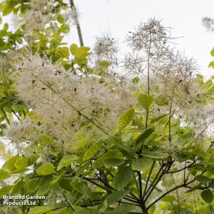 Cotinus coggygria Golden Spirit 9cm Potted Plant x 1