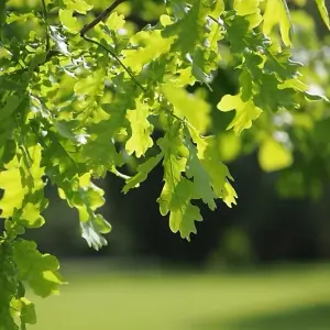 Quercus robur 'English Oak' Bare Root Hedge Hedging Tree Plants  (2-3ft, 10 Plants)