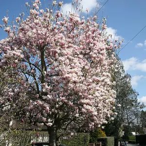 Outdoor Shrub Plant Magnolia x Soulangeana Flowering Tree Bush 2L Pot 30cm