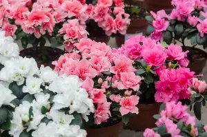 Azalea Simsii - Indoor Plant in 12cm Pot - Grows 2 Metres in Height