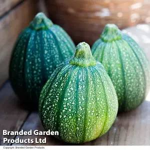 Courgette Cucurbita pepo Boldenice F1 1 Packet (6 Seeds)