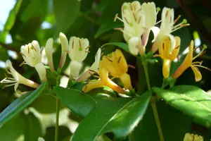 Lonicera Copper Beauty - Scented Honeysuckle Plant - Climbing Plant in a 9cm Pot