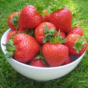 Strawberry Red Gauntlet - Outdoor Fruit Plants for Gardens, Pots, Containers (9cm Pots, 10 Pack)