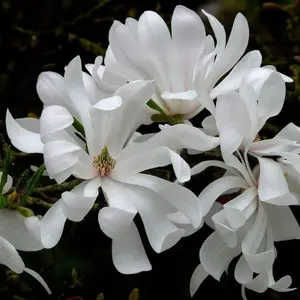 Magnolia stellata 'Water Lily' in 9cm Pot - Star Magnoliaceae Flowering Plant