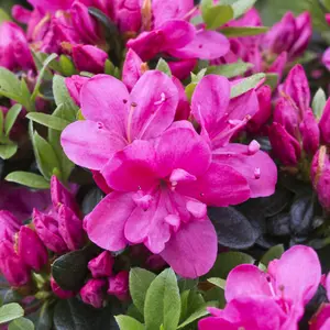 Azalea Anne Frank - Evergreen Shrub, Spring Blooms (20-30cm Height Including Pot)