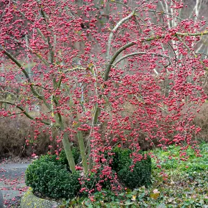 Malus Red Sentinel Tree - Crab Apple Tree, White Flowers, Tasty Fruit, Low Maintenance (5-6ft)