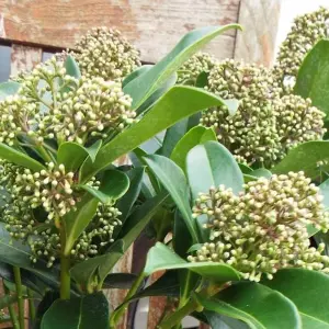 Skimmia Fragrant Cloud Garden Plant - Compact, Fragrant Blooms (30-40cm Height Including Pot)