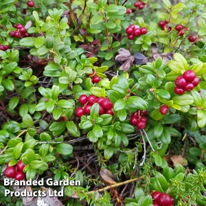 Grow Your Own Fruit  Vaccinium (Cranberry) macro. Early Black 15cm Pot x 1