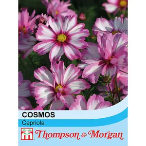 Cosmos bipinnatus Capriola 1 Seed Packet (30 Seeds)