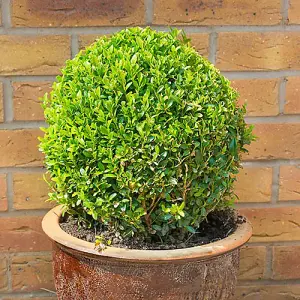 Buxus Ball Topiary 25-30cm diameter in a 5L Pot Garden Ready Established Plants for Outdoor Gardens