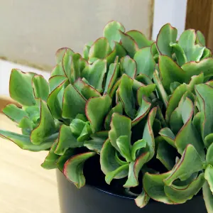 1 x Crassula Curly Green Ripple Jade Money Plant in 12cm Pot - Real Evergreen Succulent Indoor Plant - Eye Catching Houseplant