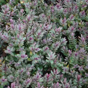 Hebe Red Edge Garden Plant - White Flower Spikes, Red Edged Foliage, Compact Size, Hardy (15-25cm Height Including Pot)