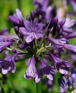 Agapanthus Poppin Purple - African Lily in a 9cm pot