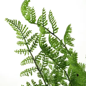 50cm Southern Wood Fern Bush Dark Green Plant