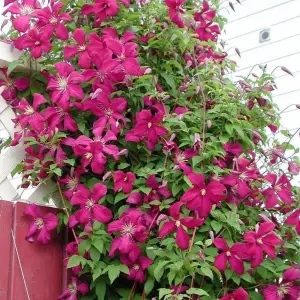 Clematis Rubra - Deep Pink Blooms, Climbing Vine, Morning Sun (20-30cm Height Including Pot)