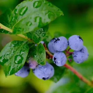 Blueberry Bush 'Bluecrop' Plant in 1.5L Pot - Heavy Cropping Vaccinium