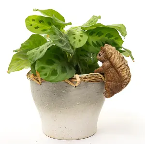 Beatrix Potter Squirrel Nutkin Plant Pot Hanger