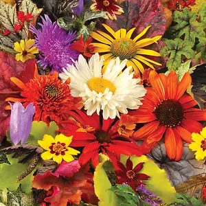 You Garden - Pack of 9 Mixed Winter Hardy Perennial Plants in 9cm Pots - Garden Ready Autumn Bedding Plants in 9cm Pots Garden Pla