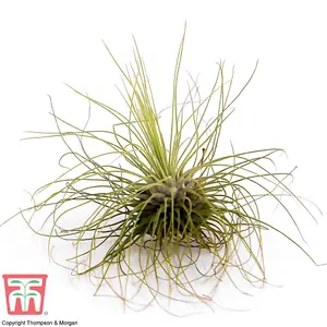 Houseplant Air Plant Tillandsia Argentea Medium x 1