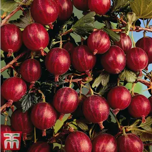 Gooseberry (Ribes uva-crispa) Hinnomaki Red 9cm Potted Plantted Plant x 1