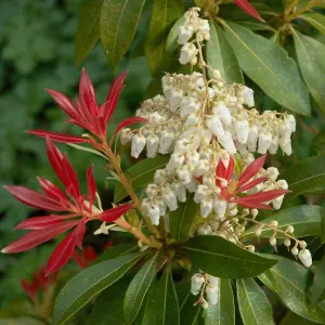 Pieris Forest Flame Plant in 2L Pot with Hessian Gift Wrap - Compact Evergreen Shrub - Easy to Grow Christmas Gardening Gift