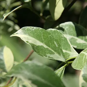 Trachelospermum Variegatum - Variegated Star Jasmine, Climbing Plant (20-30cm Height Including Pot)