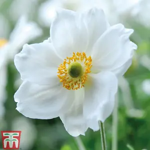 Japanese Anemone Collection 9 Bare Root Plants