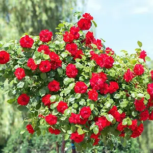 Rose (Rosa) Red Standard (40cm) 1 Bare Root