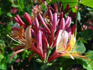 Direct Plants Lonicera Heckrottii Goldflame Honeysuckle Climbing Plant 3-4ft in a 3 Litre Pot