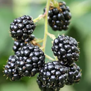 Blackberry Waldo Fruit Bush Rubus Fruiting Berry Shrub Plant Bare Root