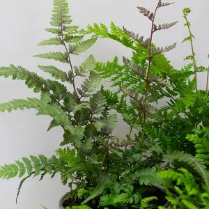 6 x Garden Fern Mix in 13cm Pots