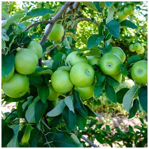 Dwarf Patio Granny Smith Apple Tree, Ready to fruit,Self-Fertile,Green With Sharp Taste 3FATPIGS