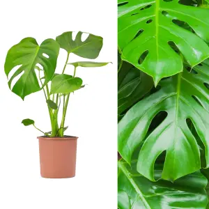 Monstera Cheese Plant Around 40-50cm in Height - Includes Mint Indoor Pot