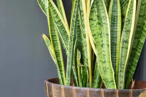 Sansevieria Snake Plant - Mother in Laws Tongue Plant - 20-30cm in Height